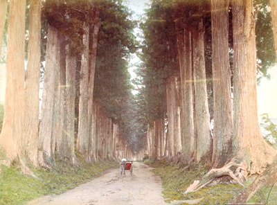 日下部金兵衛・日光街道杉並木(撮影年度不祥)