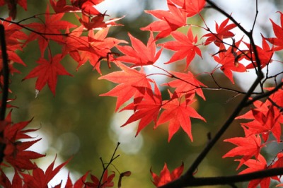 紅葉
