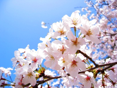 桜022