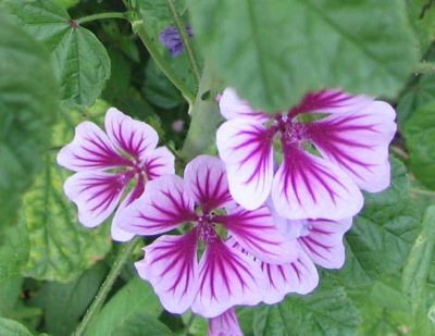 ハーブゼラニウム