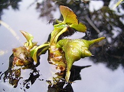 菱の実