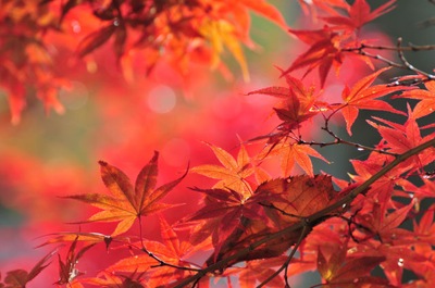 紅葉和柄