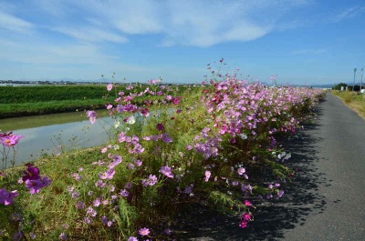 堤防に咲くコスモス