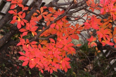 左近山の景色より-1