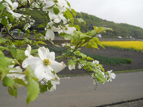 菜の花とハナミズキ