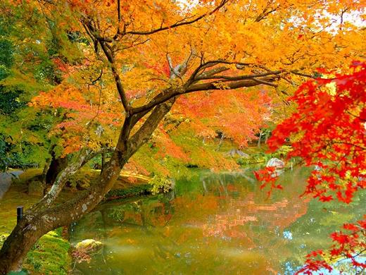 流れもあへぬ紅葉なりけり