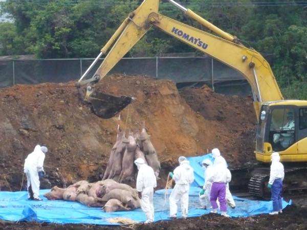 口蹄疫事件99102436