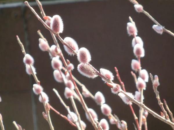 ねこやなぎ0121