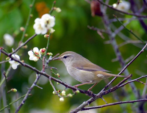 梅にウグイス0211