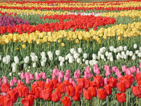 チューリップ0315