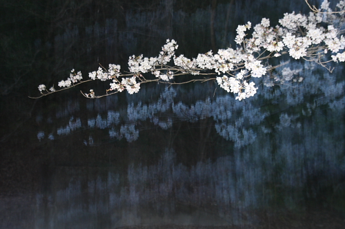 桜・幽玄