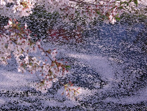 川面の桜