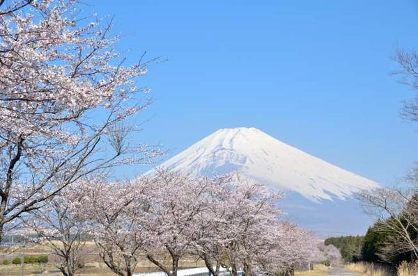 春の富士山img_1