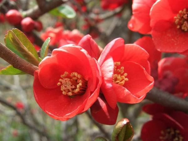 木瓜（もっこ）