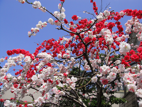 源平枝垂れ桃0425