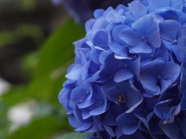 20150520 あじさい