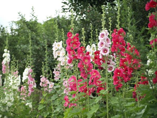 20150608 タチアオイ