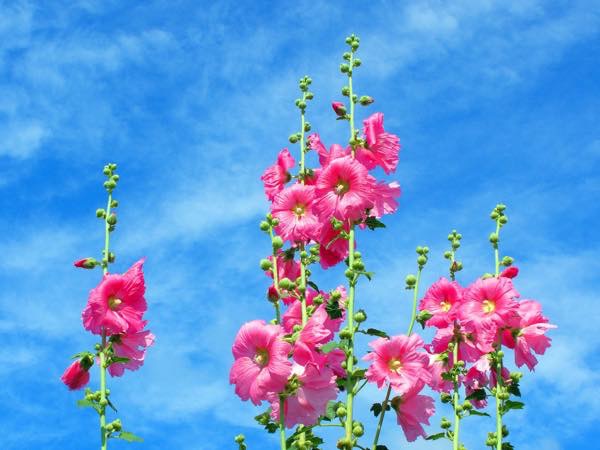 20150616 たちあおい