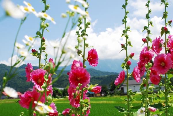 20150620 タチアオイ