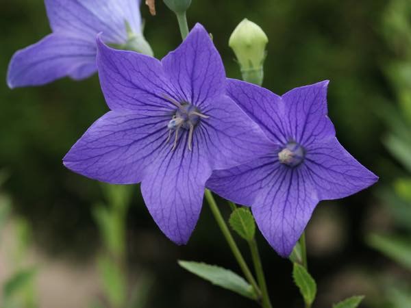 20150627 キキョウ