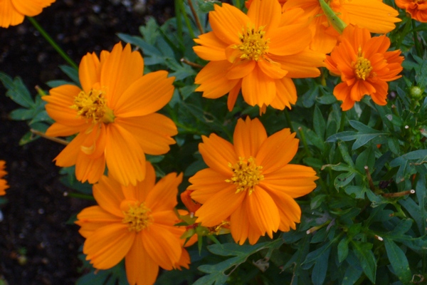 20150714 マリーゴールド