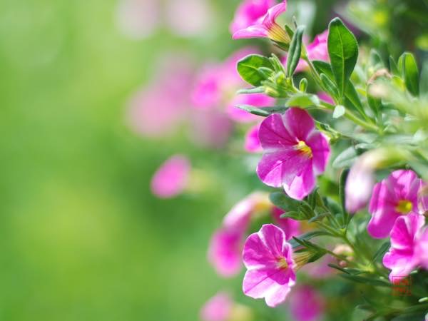 20150718 夏の花_th