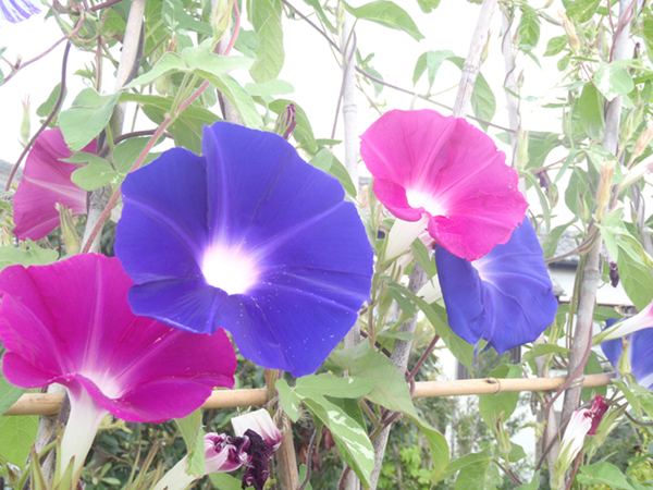 20150820 あさがお