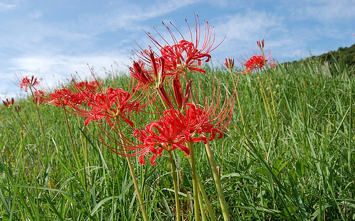 20150902 彼岸花