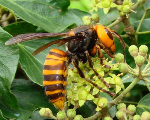 20150918 オオスズメバチ