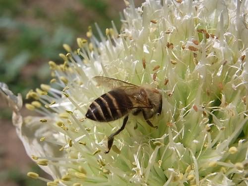 20150918 日本ミツバチ２