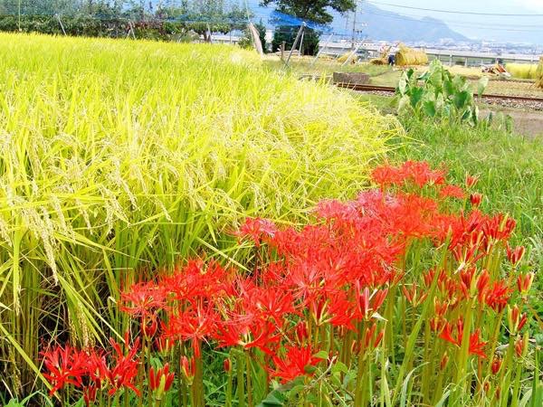 20150924 曼珠沙華