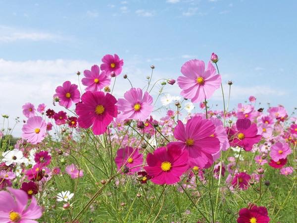 20151028 コスモス