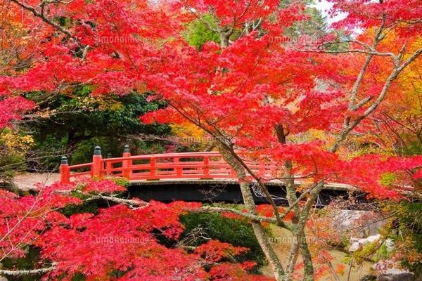20151116 宮島紅葉橋