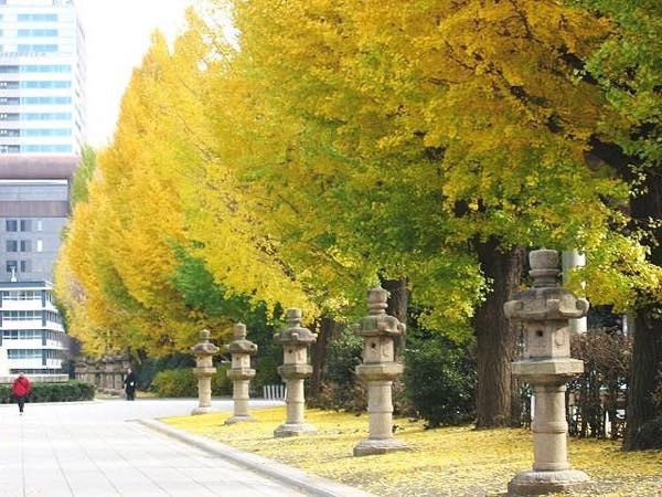 20151116 靖国神社の銀杏