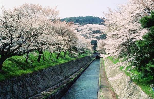 20160331 琵琶湖疏水