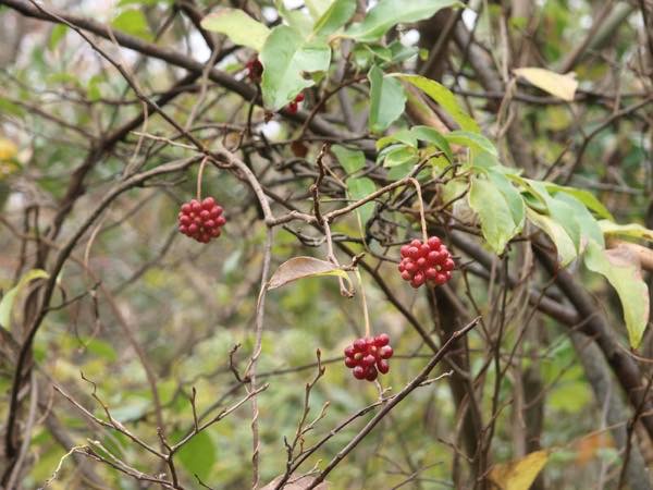 20160411 さねかずら_th