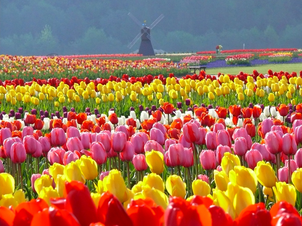 20160423 チューリップ