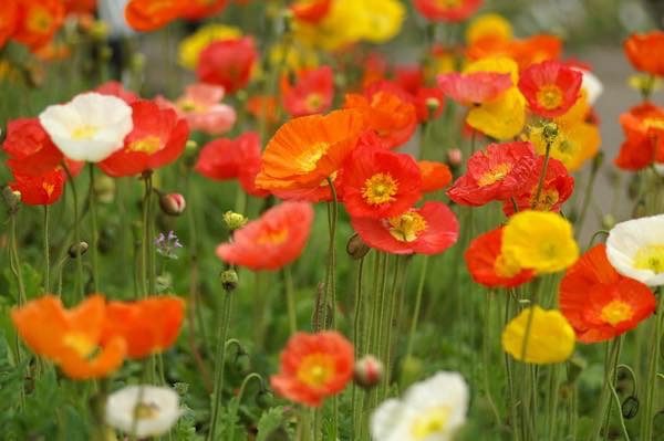 20160423 ヒナゲシ