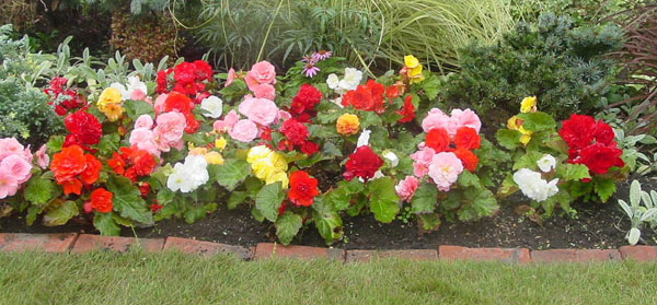 20160510 ベゴニア