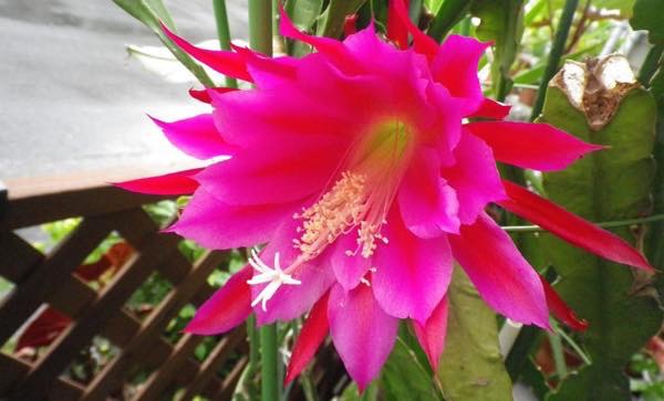 20160510 クジャクサボテン