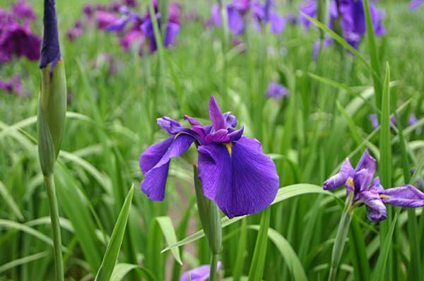 20160515 あやめ_th