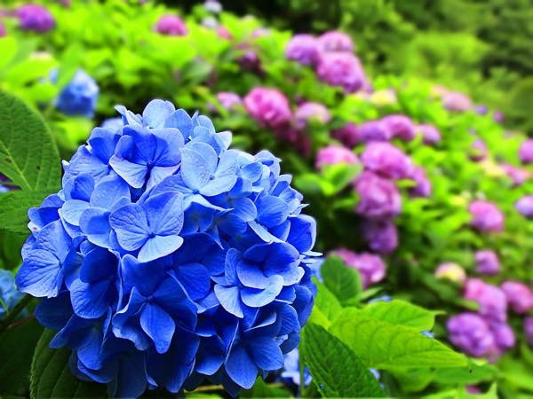 20160530 あじさい