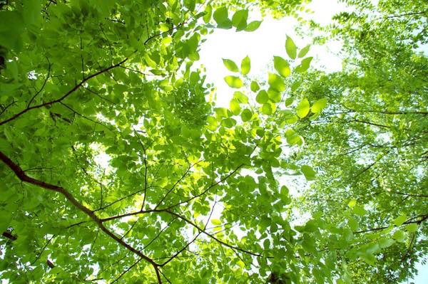 20160530 新緑の季節