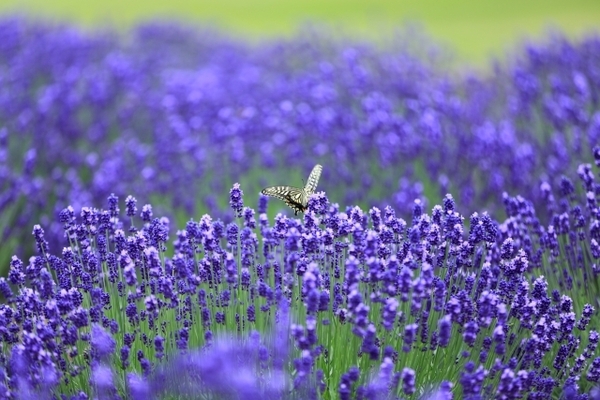 20160601 ラベンダー