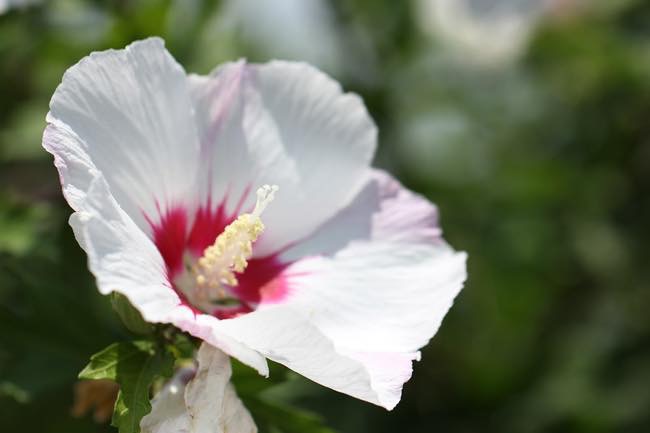 20160810 ムクゲ