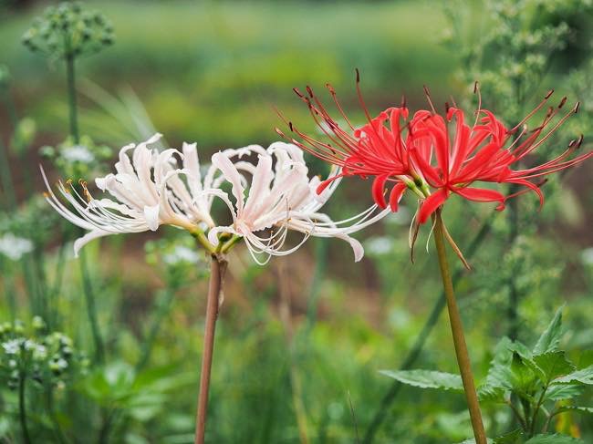 20160926 彼岸花_th
