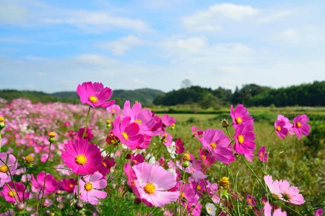 20160926 コスモス