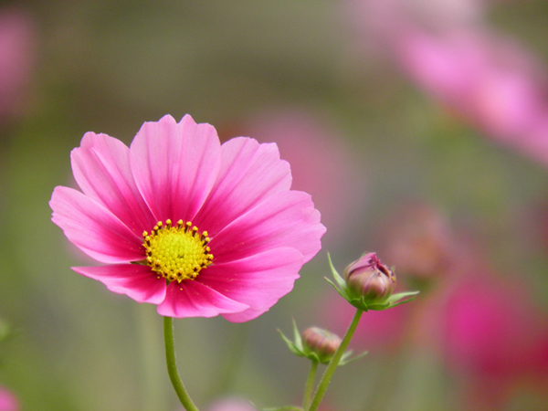 20161003 コスモス