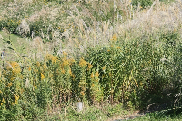 20161018 ススキとセイタカアワダチソウ