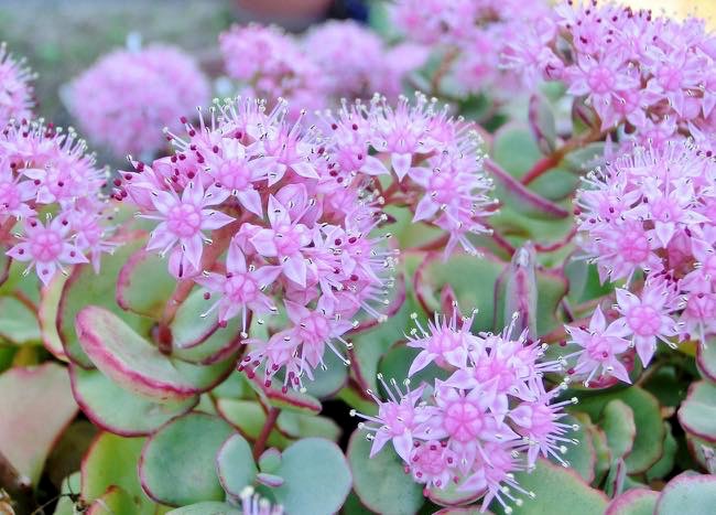 20161021 ミセバヤ